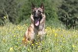 MALINOIS 798